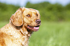German Spaniel portrait
