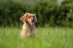 German Spaniel portrait