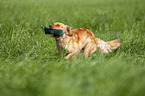 running German Spaniel
