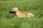 running German Spaniel