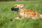 running German Spaniel