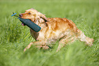 running German Spaniel