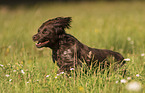 running German Spaniel