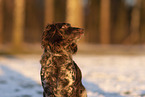 female German Spaniel