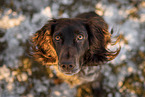 female German Spaniel