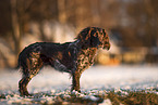 female German Spaniel
