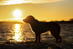 female German Spaniel