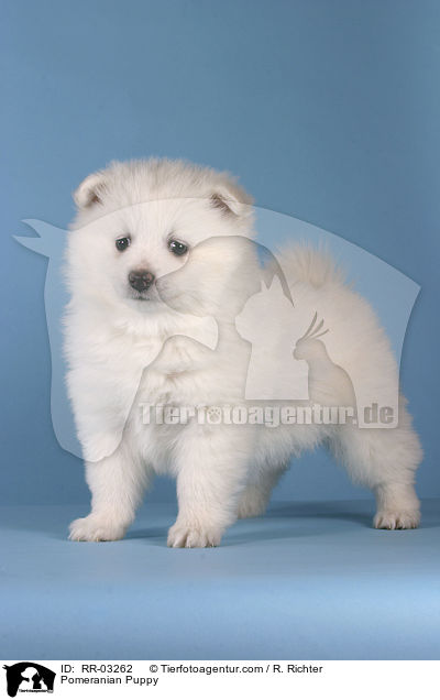 Pomeranian Puppy / RR-03262