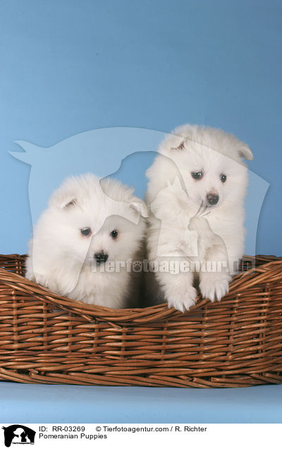 Pomeranian Puppies / RR-03269