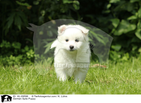 Deutscher Mittelspitz Welpe / German Spitz Puppy / KL-09596