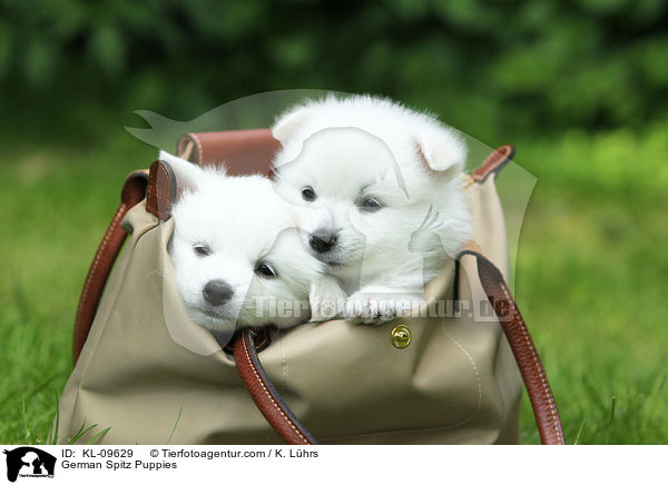 Deutsche Mittelspitz Welpen / German Spitz Puppies / KL-09629