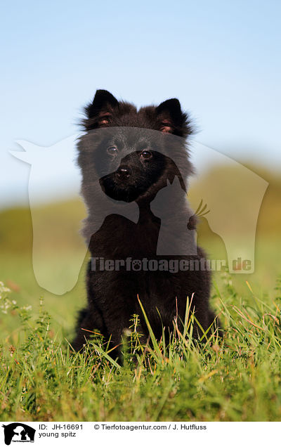 young spitz / JH-16691