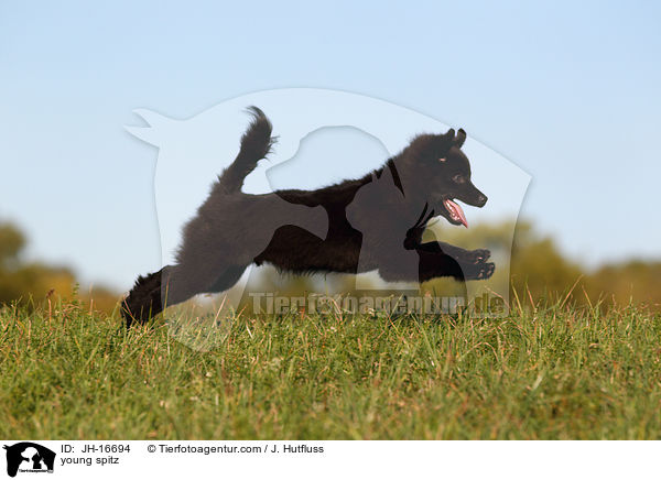 young spitz / JH-16694