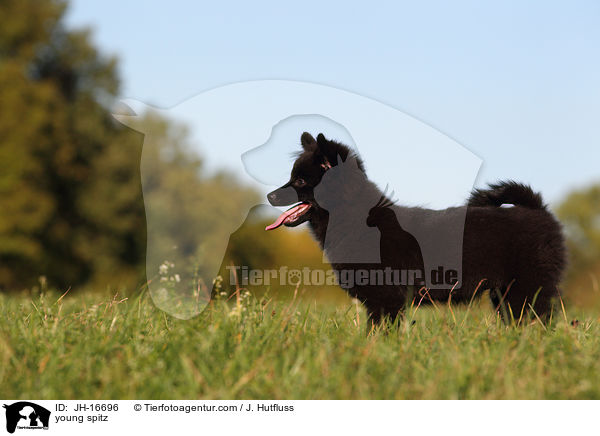 young spitz / JH-16696