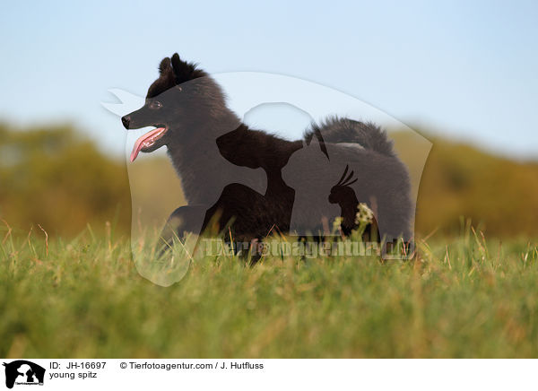young spitz / JH-16697