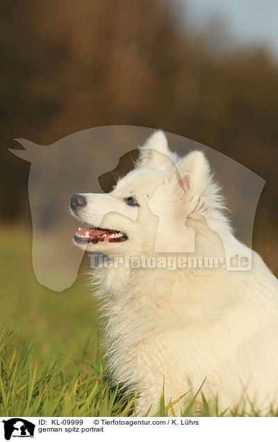 german spitz portrait / KL-09999