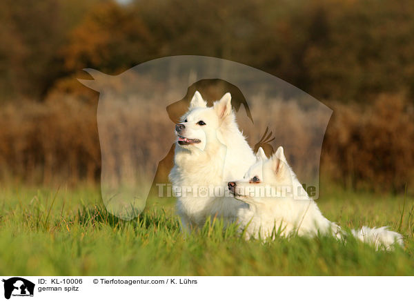 german spitz / KL-10006