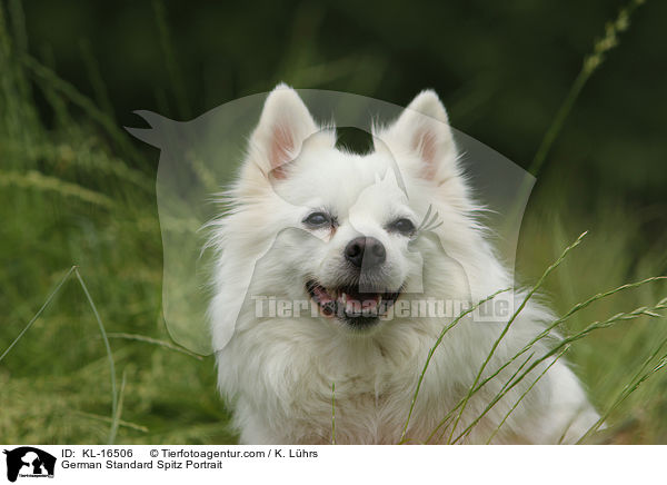 German Standard Spitz Portrait / KL-16506