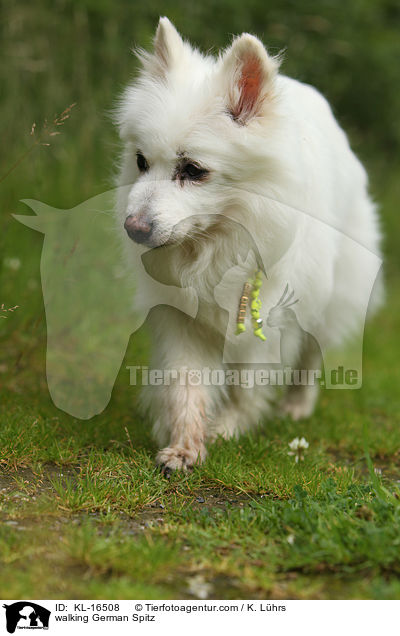 laufender Deutscher Mittelspitz / walking German Spitz / KL-16508