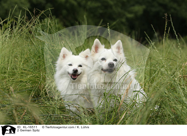 2 Deutsche Mittelspitze / 2 German Spitz / KL-16511