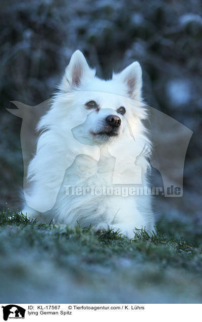 lying German Spitz / KL-17567