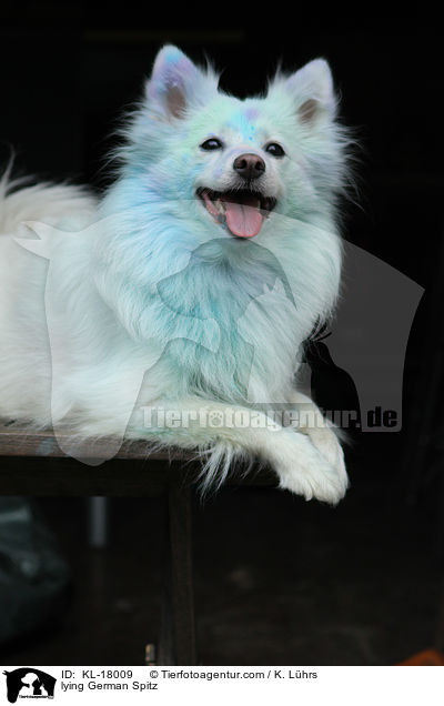 lying German Spitz / KL-18009