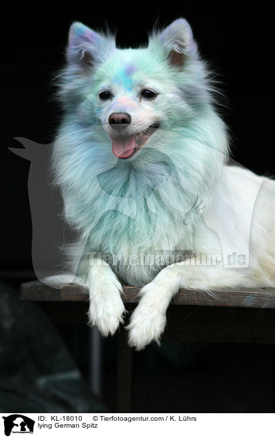 lying German Spitz / KL-18010