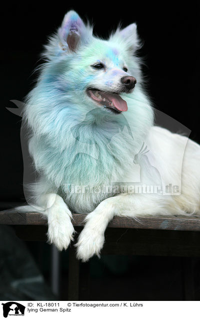 lying German Spitz / KL-18011