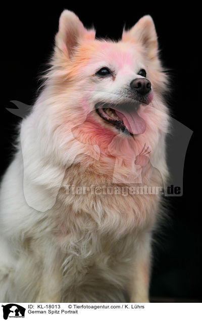 German Spitz Portrait / KL-18013