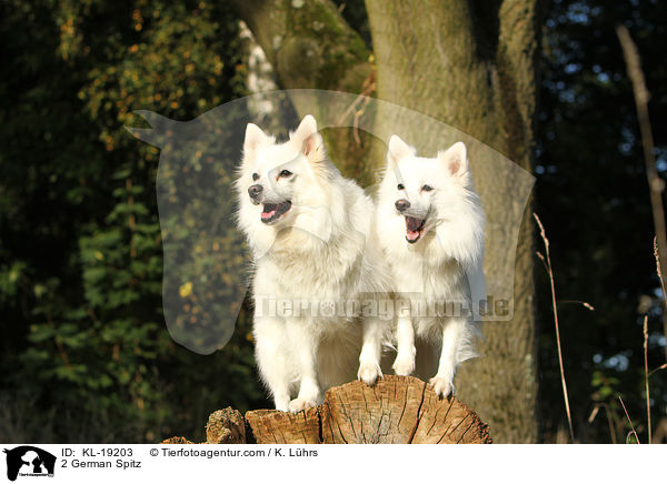 2 Deutsche Mittelspitze / 2 German Spitz / KL-19203