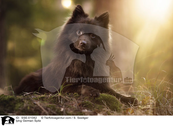 liegender Deutscher Mittelspitz / lying German Spitz / SSE-01082