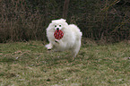 playing pomeranian