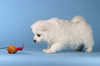 Pomeranian Puppy