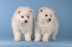 Pomeranian Puppies