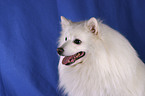 pomeranian portrait