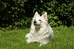 lying German Spitz