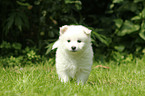 German Spitz Puppy