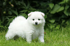 German Spitz Puppy