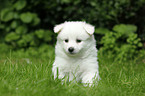 German Spitz Puppy