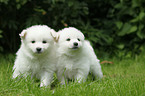 German Spitz Puppies