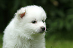 German Spitz Puppy