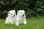 German Spitz Puppies