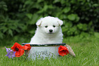 German Spitz Puppy