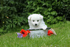 German Spitz Puppy