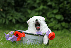 German Spitz Puppy