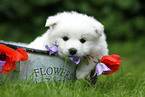 German Spitz Puppy