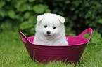 German Spitz Puppy