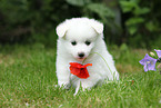 German Spitz Puppy
