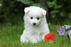 German Spitz Puppy