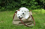 German Spitz Puppies